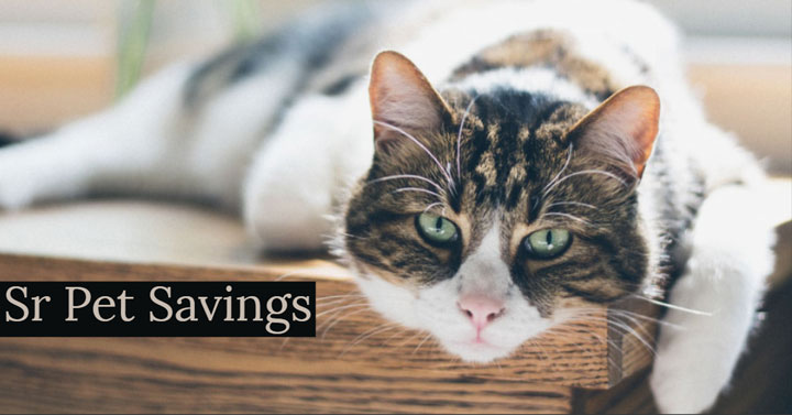cat-pet-savings-vet