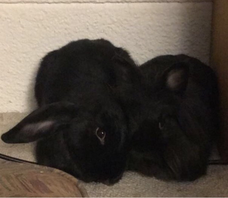 two black rabbits cuddling