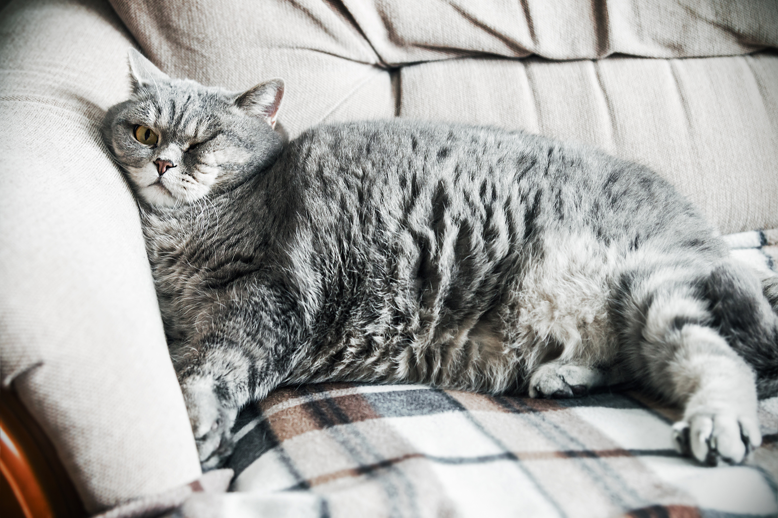 A picture of an overweight cat resting on a couch.